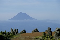 BALADES, BALEINES ET HORTENSIAS