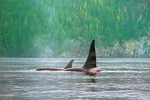 Baleines, fjords et totems du Pacifique