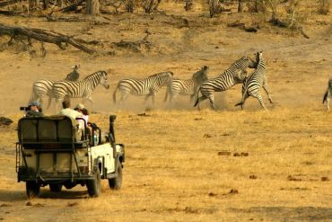 Carnets de brousse pour un safari au Botswana