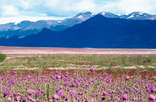 Comptine argentine, les glaciers patagons en famille...