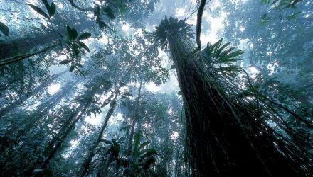 Découverte de la Guyane en Liberté