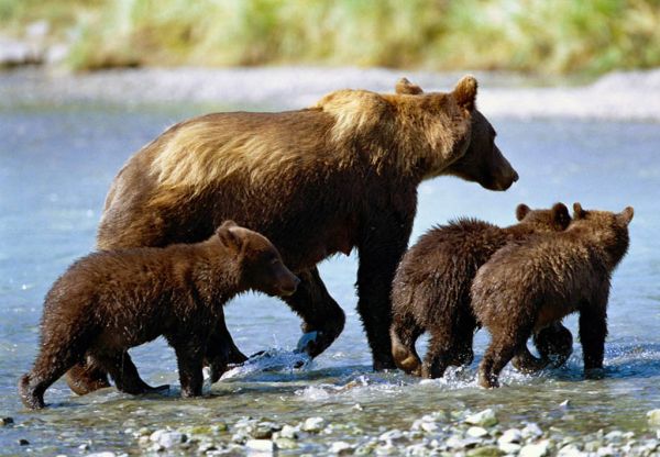 De l'Océan Pacifique aux montagnes Rocheuses