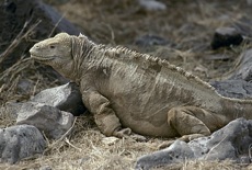 DES VOLCANS AUX GALAPAGOS (CONFORT)