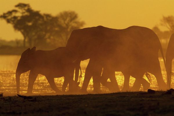 Du parc Kruger aux lagons de Zanzibar