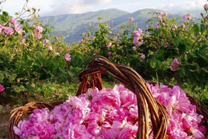 Fête des Roses à Kazanlak