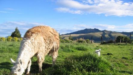 Grande découverte de l'Equateur : jungle, volcans, marchés et plages Pacifique