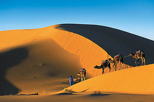 La caravane chamelière de Merzouga