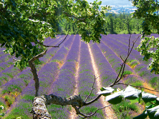 La Montagne de Lure