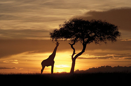 Lacs et parcs animaliers du Kenya