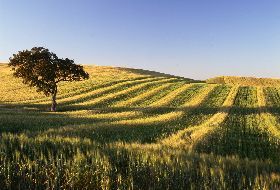 L'Alentejo, balades en Toscane portugaise