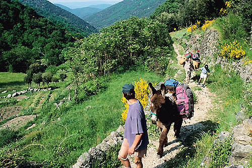 Les Cévennes à dos de mulet