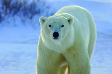 Les Ours Polaires de Churchill 