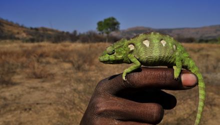 Madagascar, cap au sud  en Liberté