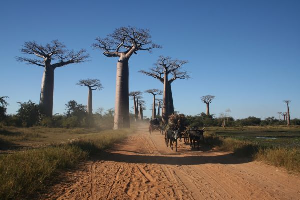 Madagascar: des couleurs, la vie !