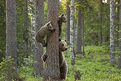 Observation des ours bruns au départ de Paljakka