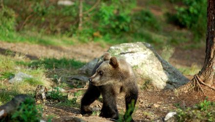 Ours et rivières de Finlande