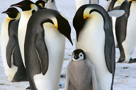 Péninsule Antarctique et mer de Weddell