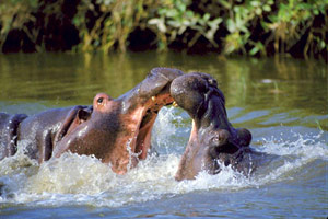 Pirogue sur le fleuve Niger 