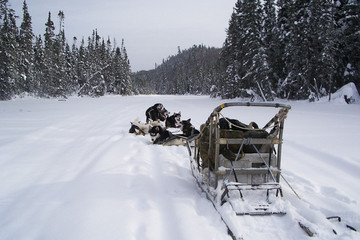 Raid hors piste en chiens de traîneaux au Québec