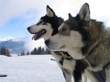 Raid ludique en chiens de traîneaux au coeur des Alpes