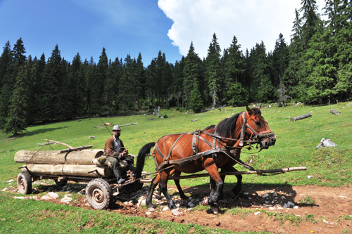 Rencontres authentiques dans les monts Apuseni