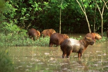 Safari dans le Pantanal