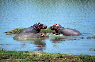 Safari de l'ouest africain