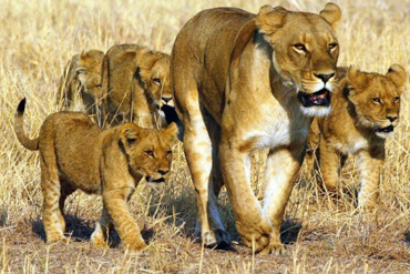 Safari en famille au parc Kruger