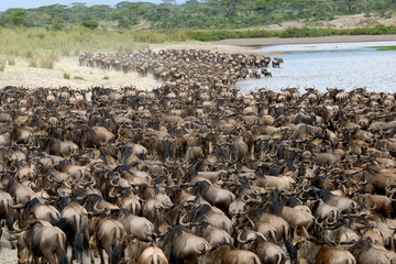 Safaris spécial naissances et migration dans le Serengeti