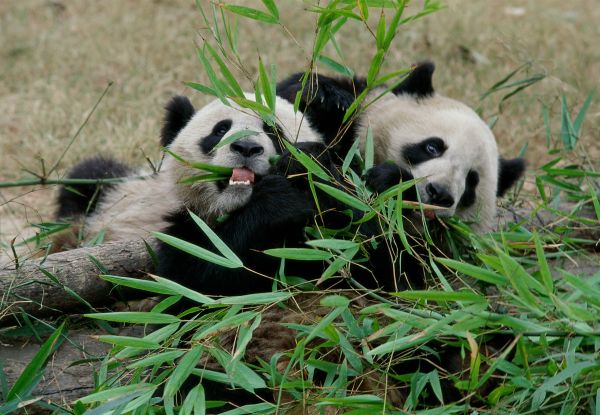 Sichuan, au pays du Panda