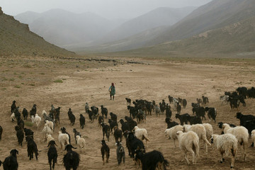 Transhumance du Sagho au Haut Atlas : un voyage unique...