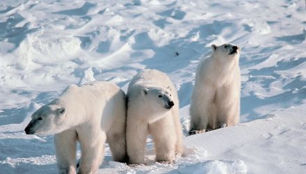 Trek et cabotage en Terre de Baffin