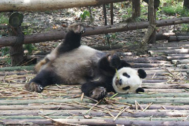 Un poisson nommé Panda