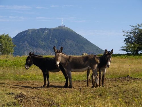 Voyage avec un âne dans les volcans d'auvergne