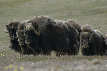 Voyage sur l'île de Banks, au pays du loup arctique et du boeuf musqué